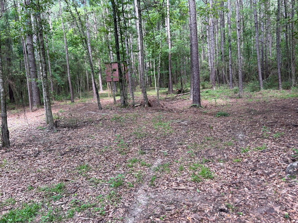 Tbd Stalling Curves Road Magnolia, MS 39652 - Photo 2 of 6 Photo 2