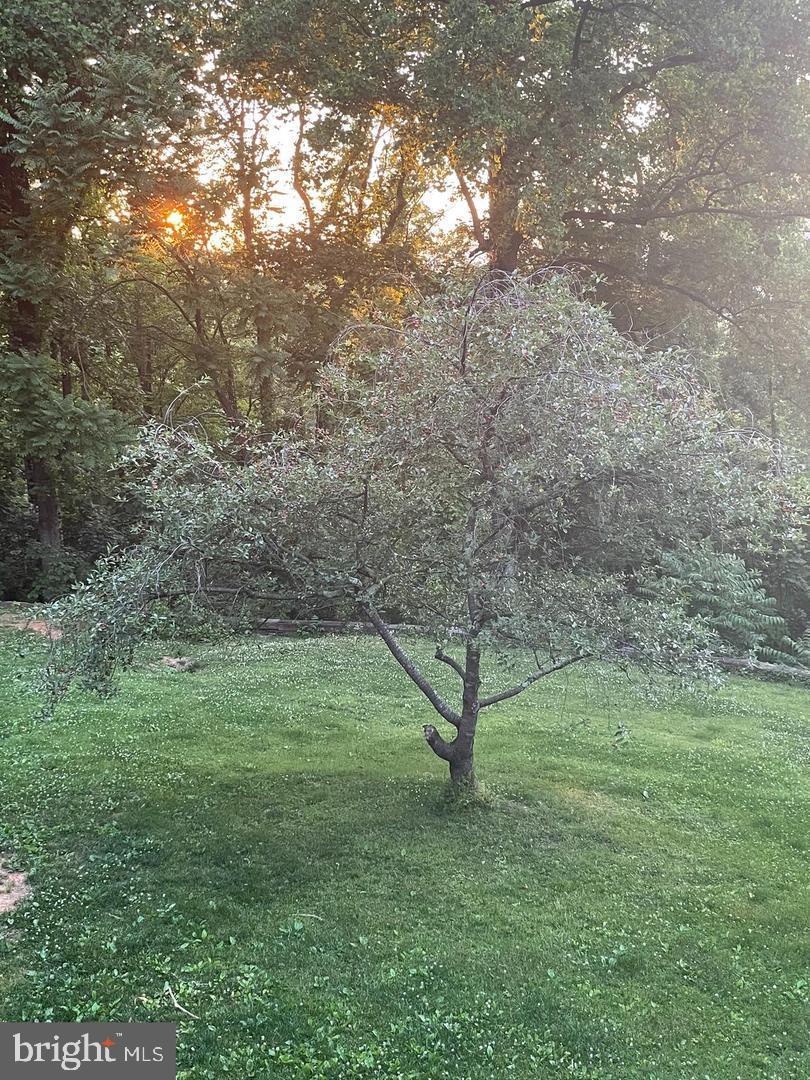 287 Blackthorne Road, Unit LURAY Stanley, VA 22851 - Photo 79 of 96 a view of a field with a tree