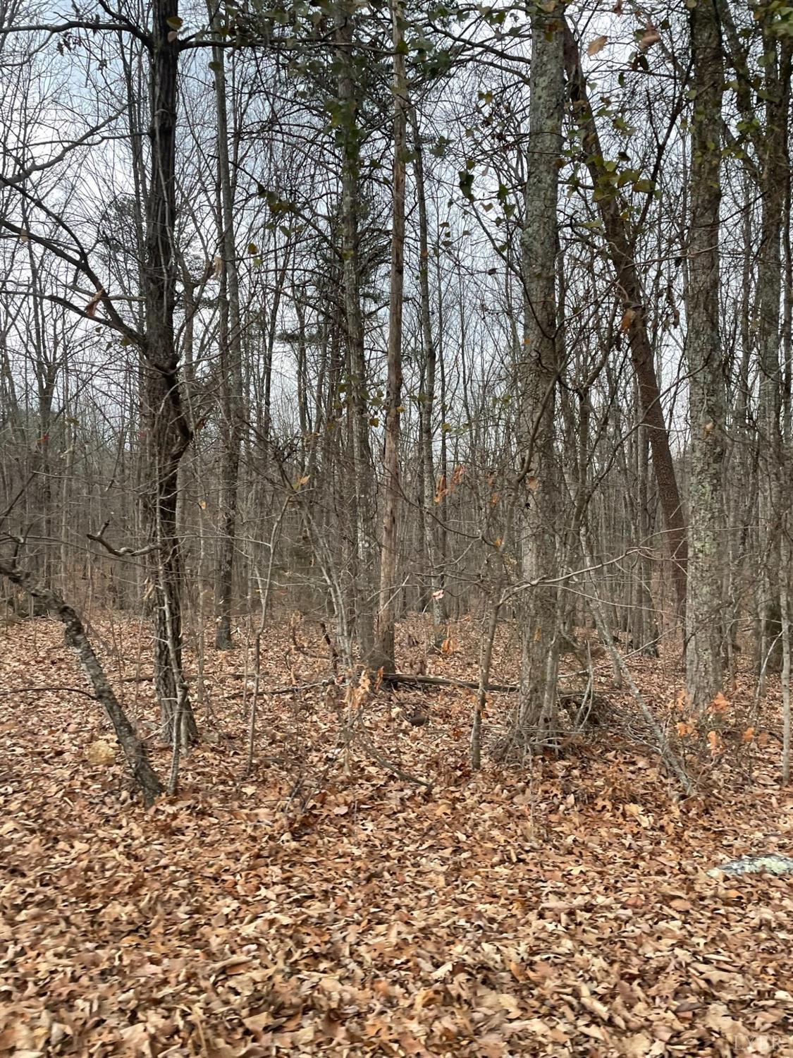 -tract C Swan Creek Road Gladys, VA 24554 - Photo 11 of 13