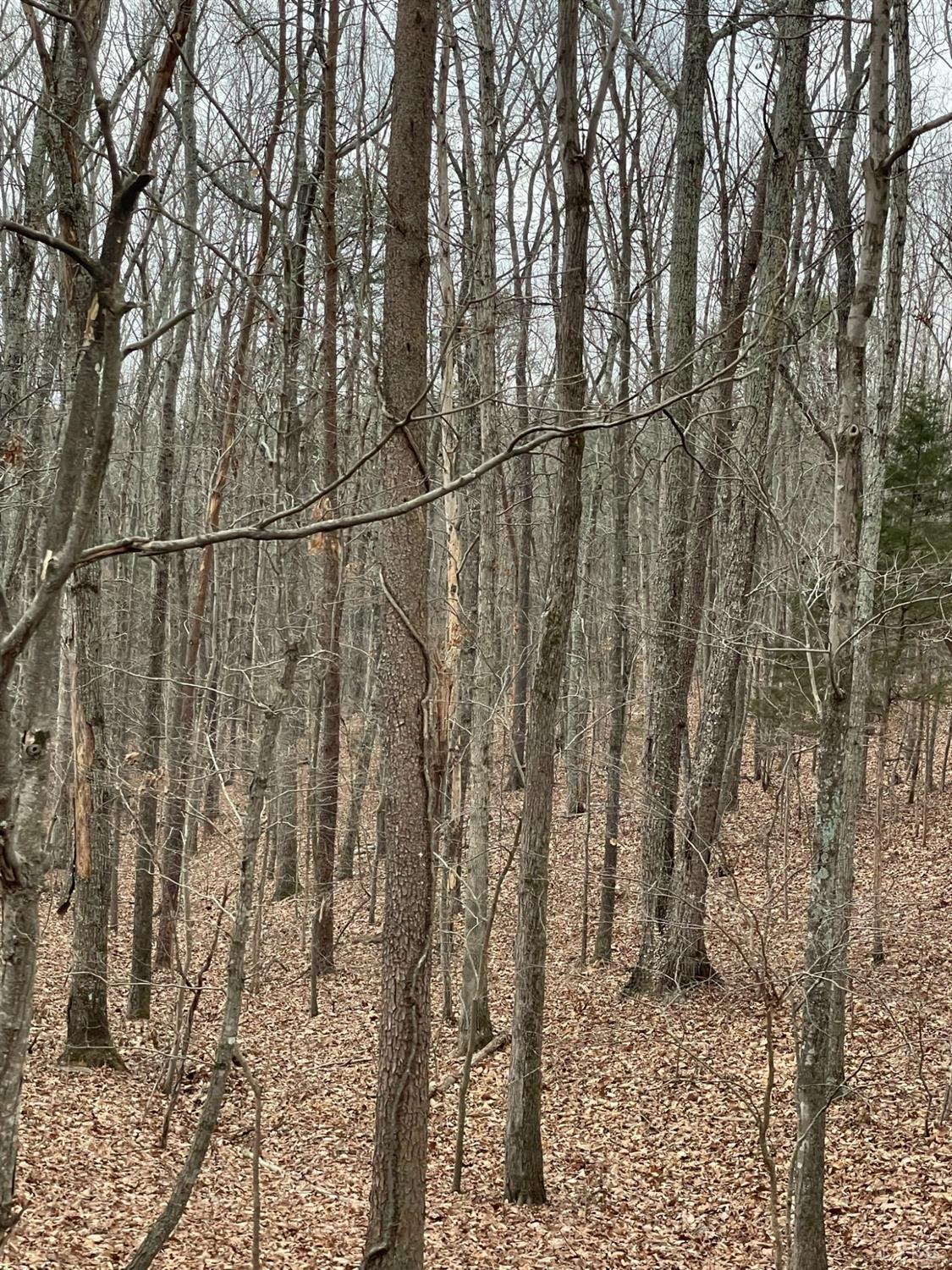 -tract C Swan Creek Road Gladys, VA 24554 - Photo 13 of 13