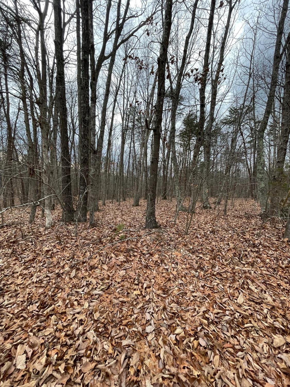-tract C Swan Creek Road Gladys, VA 24554 - Photo 8 of 13