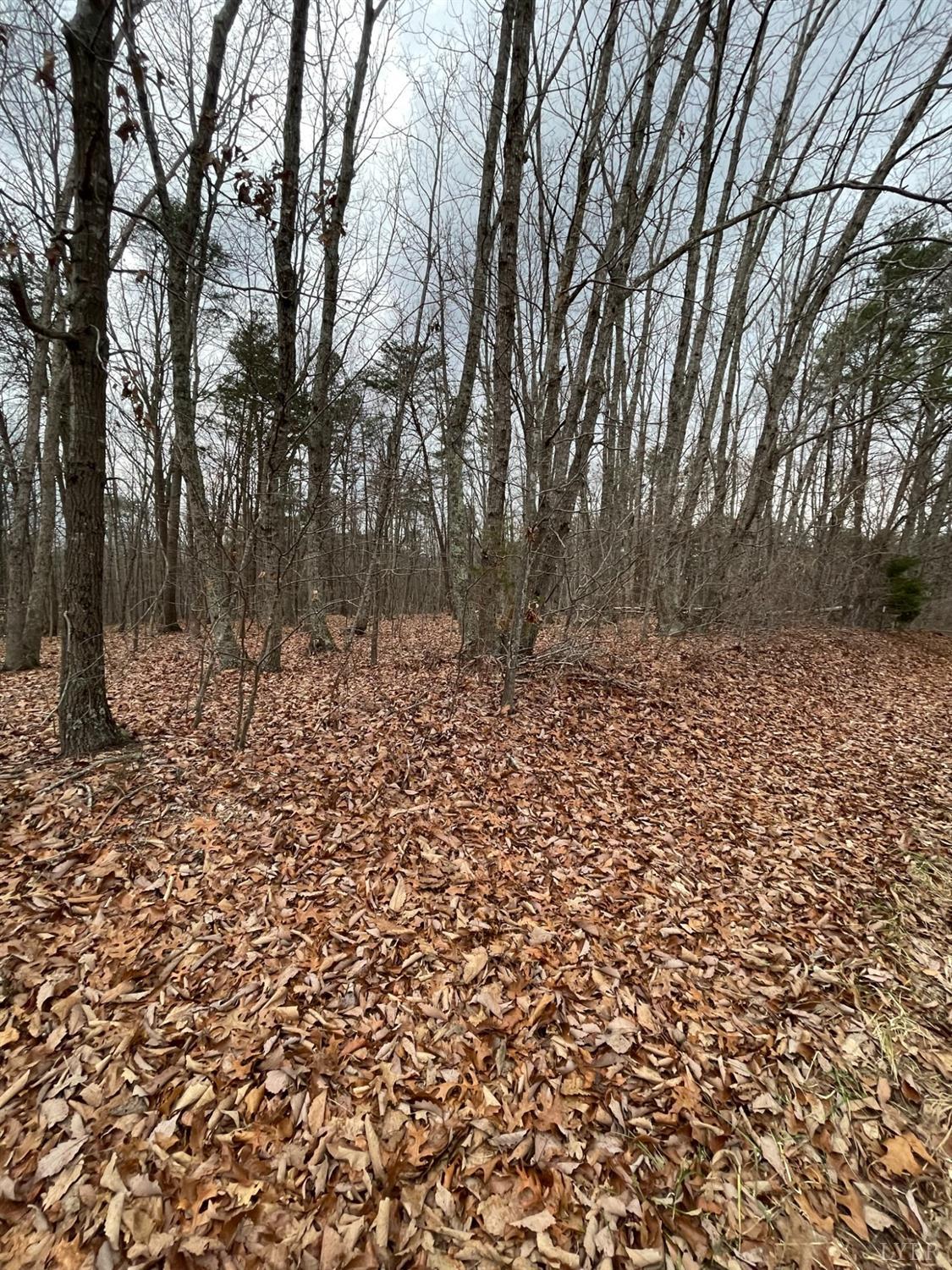 -tract C Swan Creek Road Gladys, VA 24554 - Photo 9 of 13