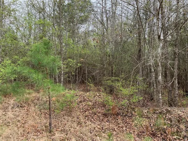 a view of a forest with a tree