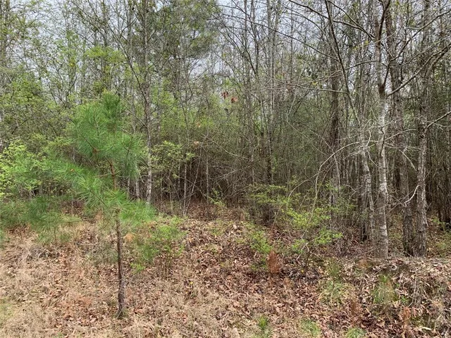 a view of a forest with a tree