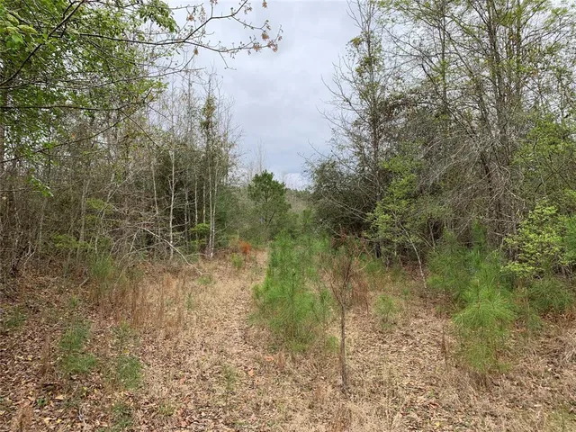 a view of a forest with trees in the background