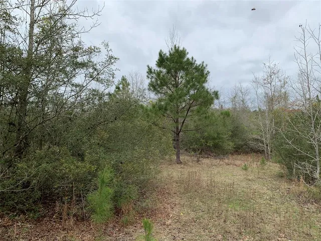a view of a yard with trees