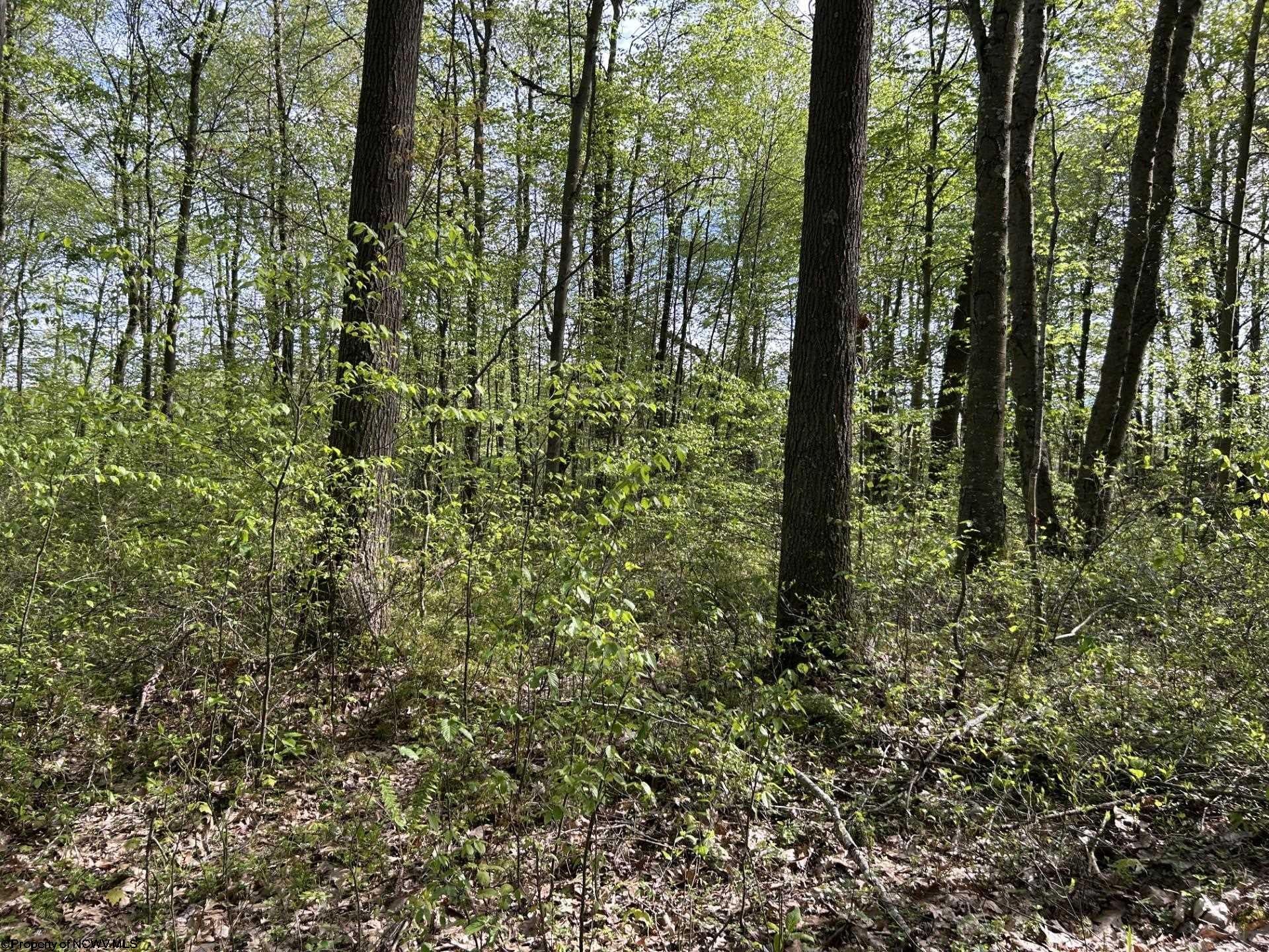 Tbd McNair Road Albright, WV 26519 - Photo 6 of 15 Gallery Image 6