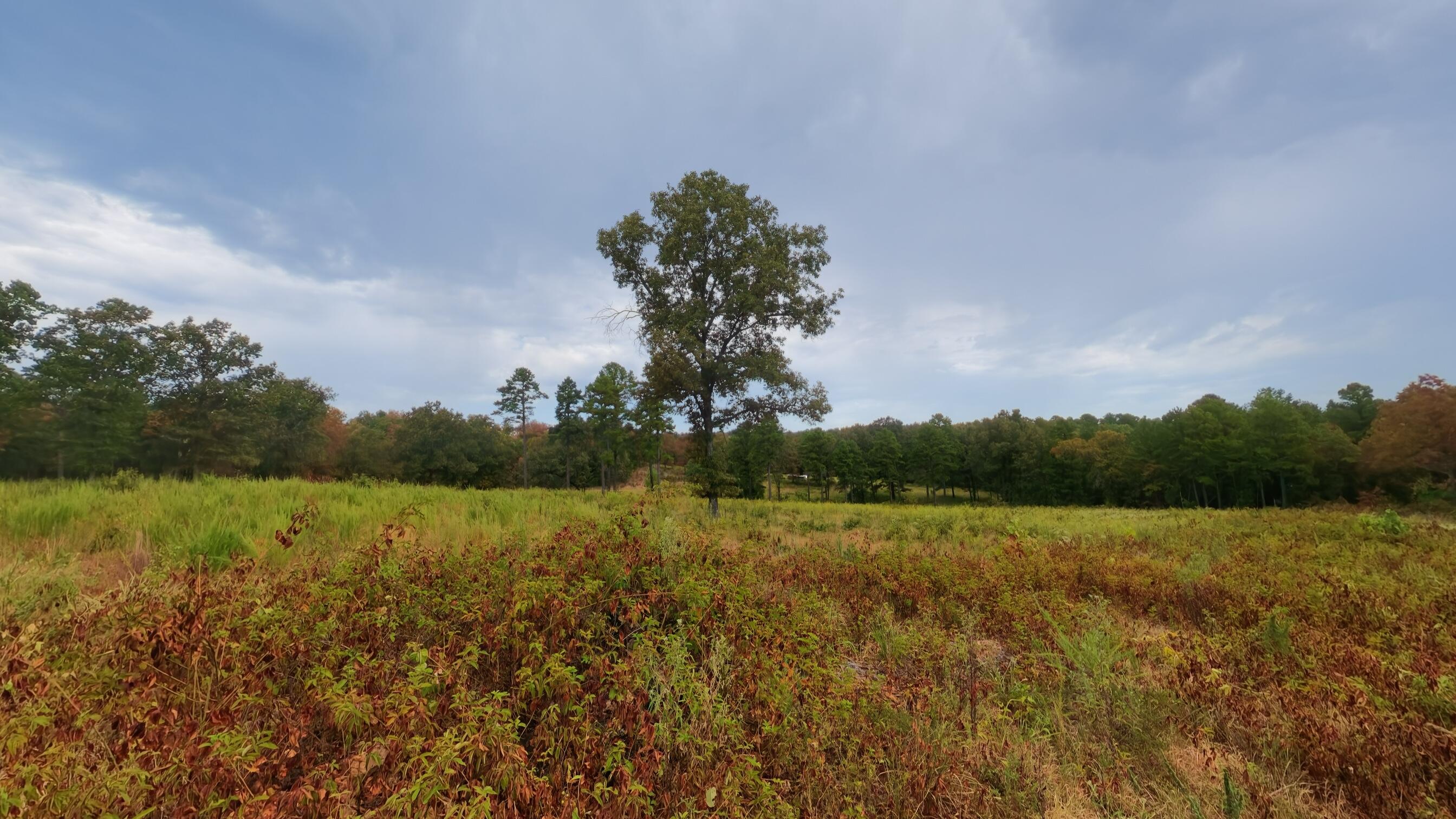 517 Sawmill Road Brockwell, AR 72517 - Photo 19 of 54 40 acres017