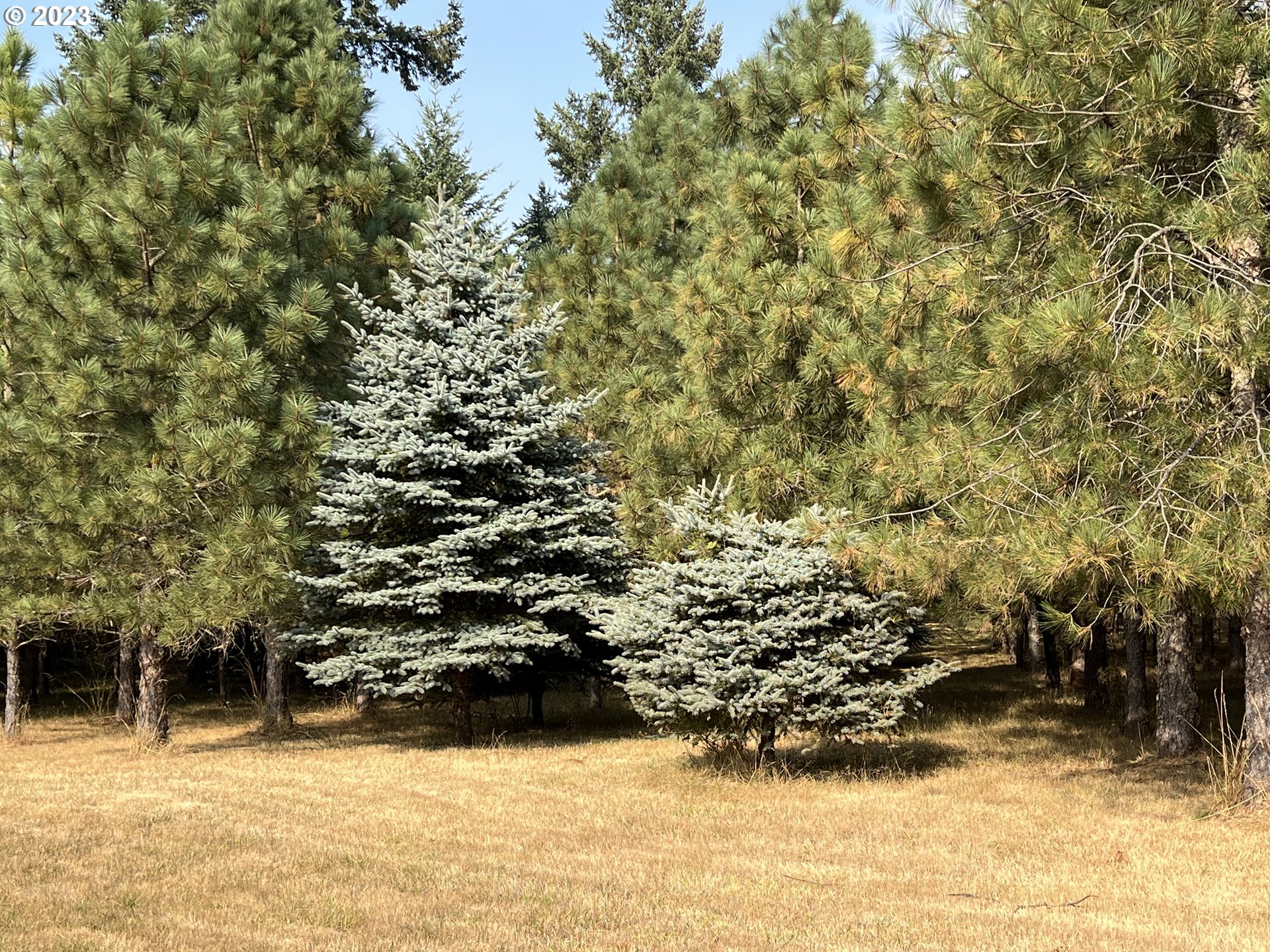 39425 Miller Cemetery Road Scio, OR 97374 - Photo 34 of 38 Gallery Image 34