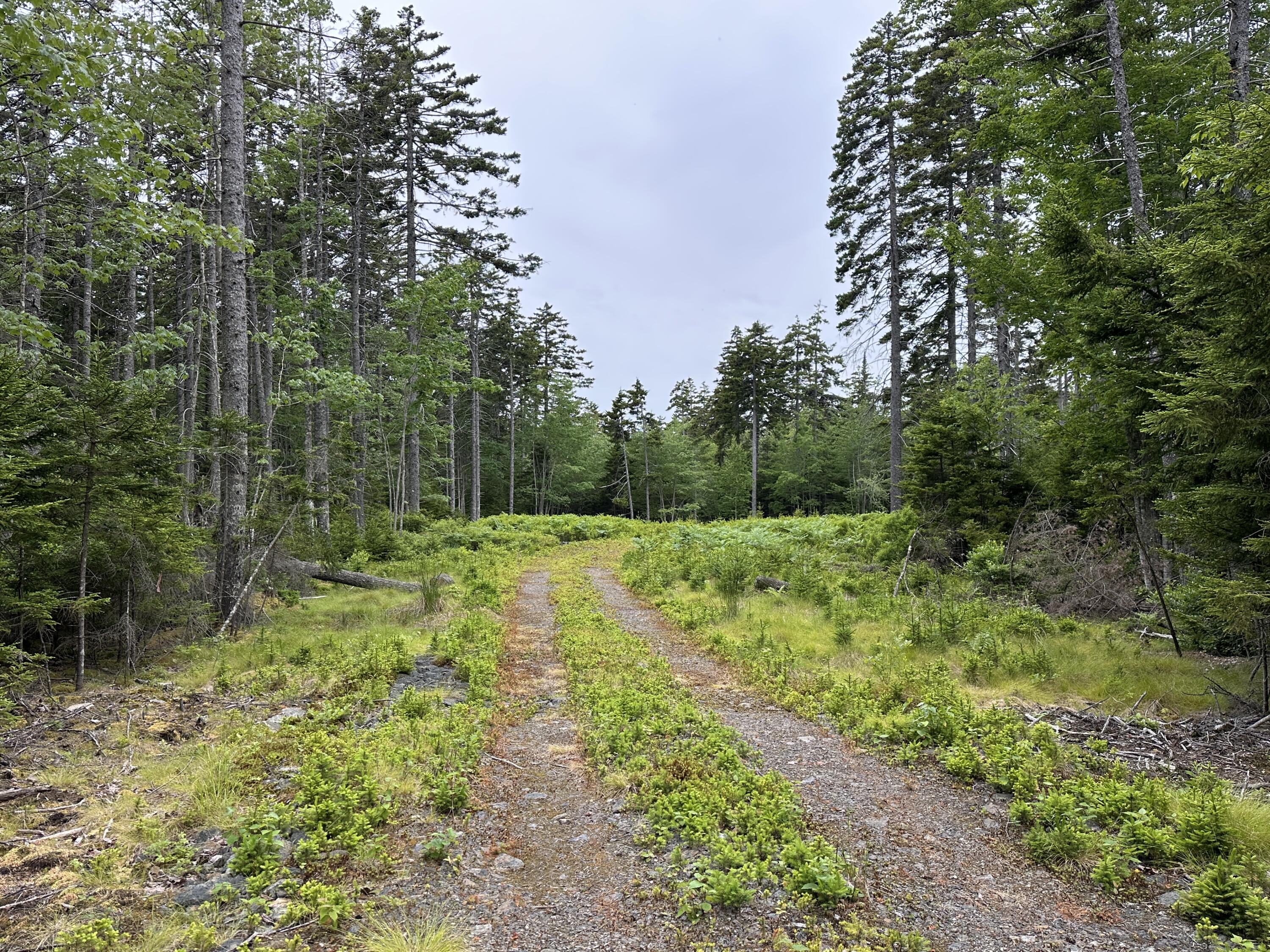 Lot 5 Waymouth Road Tenants Harbor, ME 04860 - Photo 34 of 56 Late June 2025