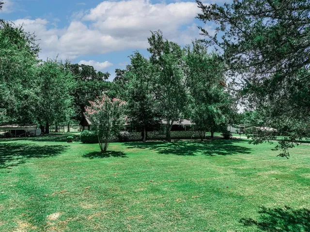 a view of a tree in a yard