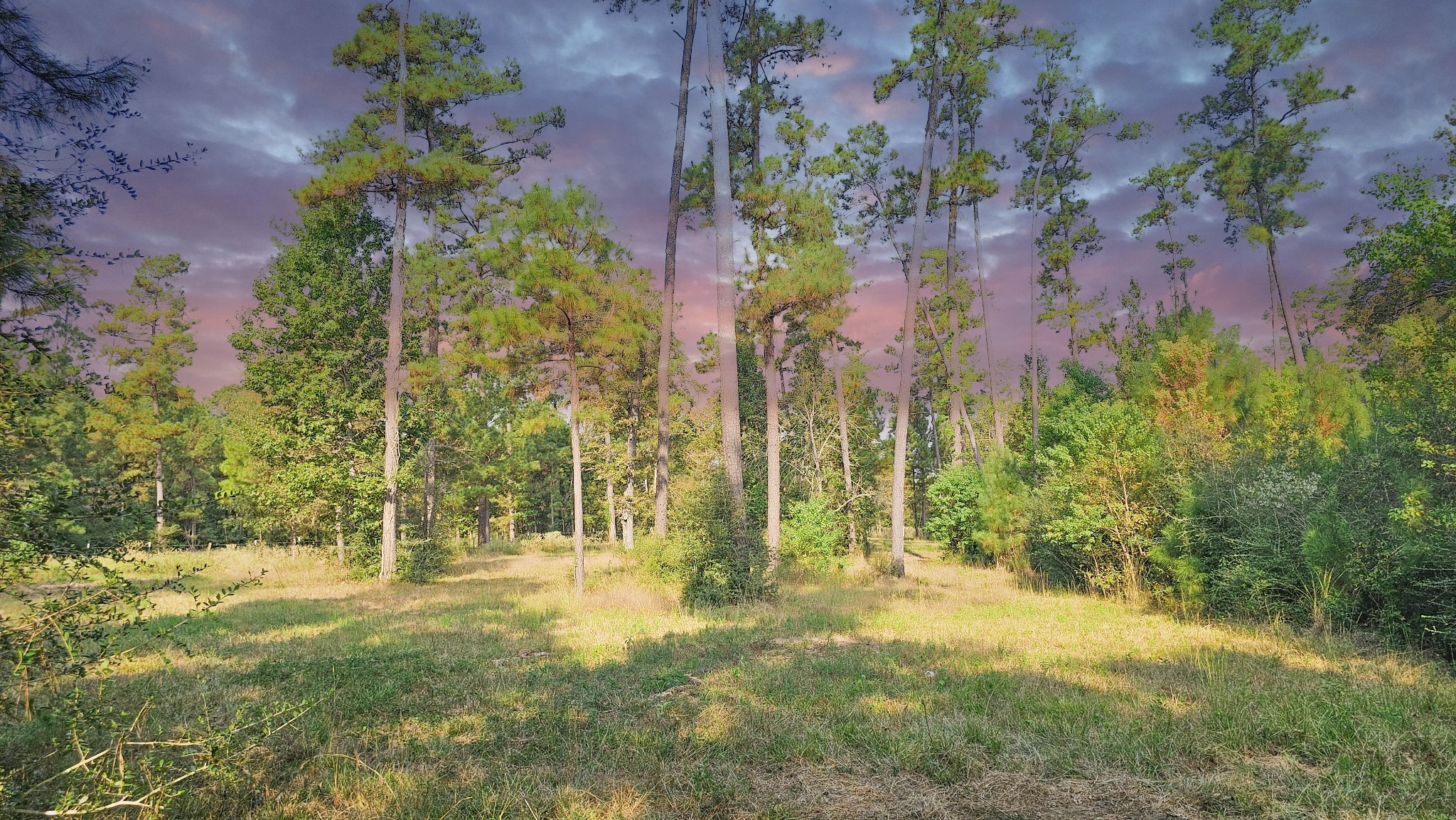 a view of yard with tree