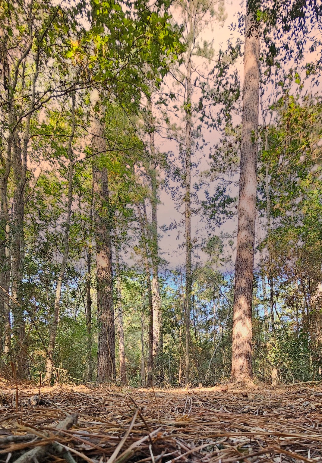 Tbd Gregory Lane New Waverly, TX 77358 - Photo 4 of 7 a view of a yard