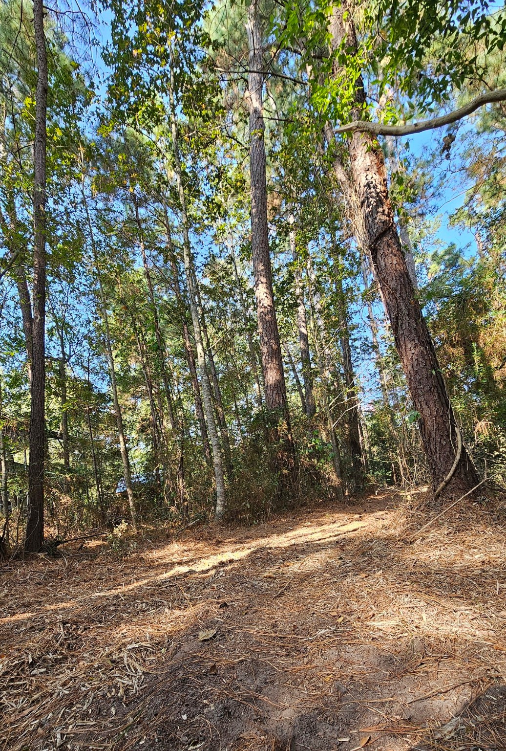 Tbd Gregory Lane New Waverly, TX 77358 - Photo 5 of 7 a view of backyard space
