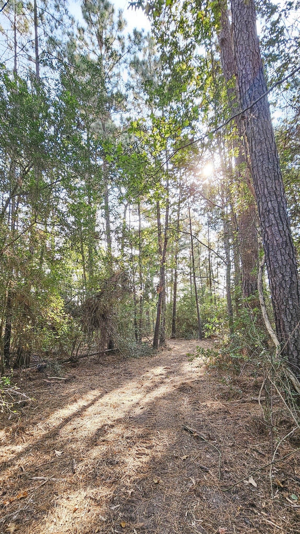 Tbd Gregory Lane New Waverly, TX 77358 - Photo 6 of 7 a view of a forest with trees in the background