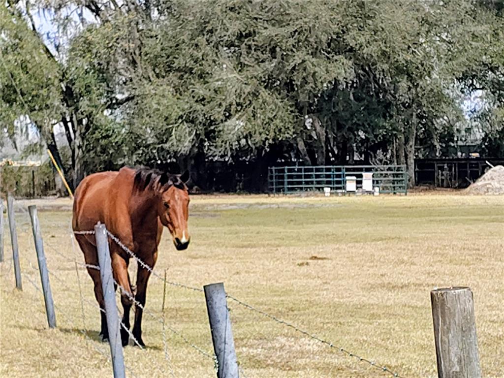 14240 State Rte 471 Webster, FL 33597 - Photo 21 of 54 a view of swimming pool with seating space and trees in the background