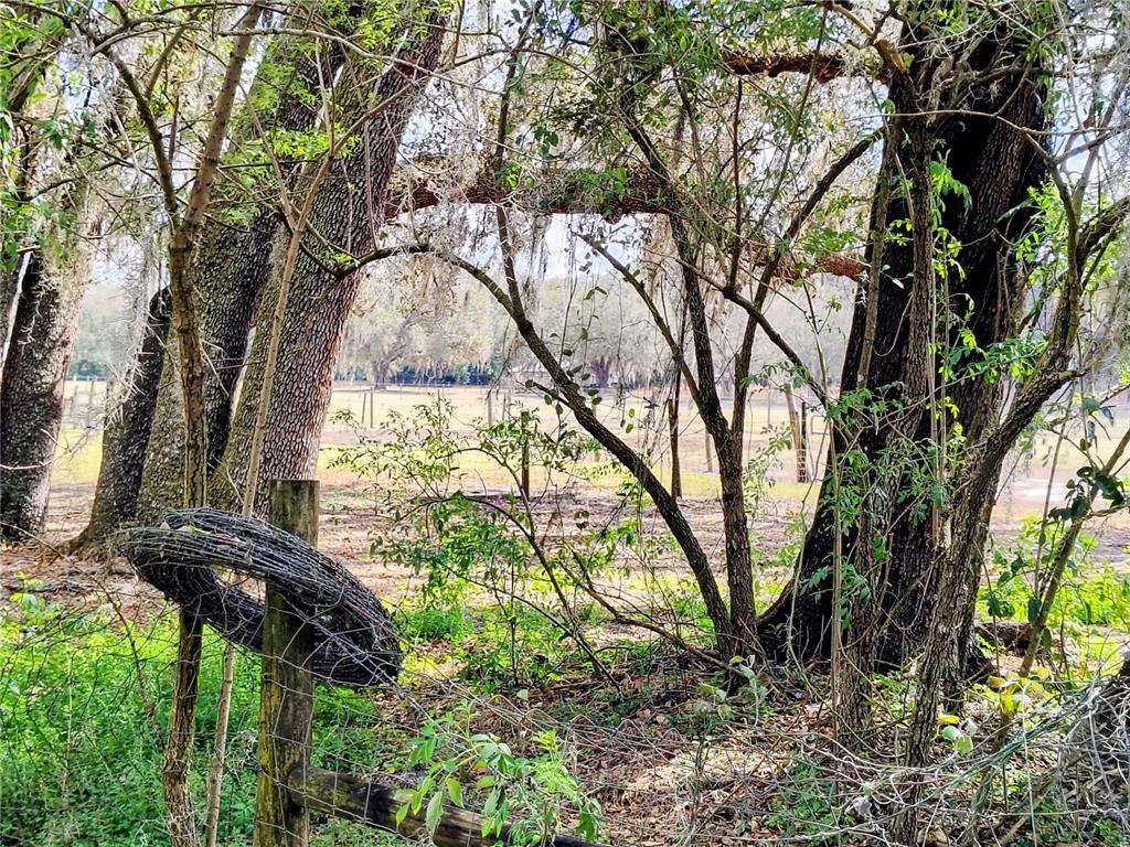 14240 State Rte 471 Webster, FL 33597 - Photo 37 of 54 a backyard of a house with lots of green space