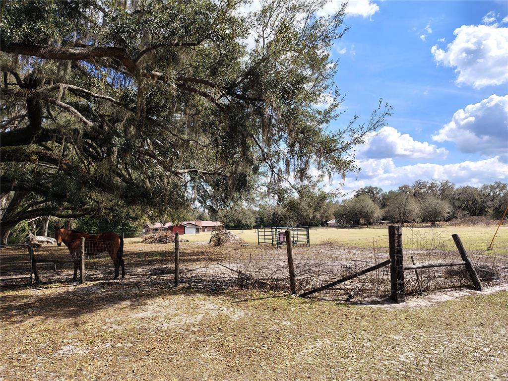 14240 State Rte 471 Webster, FL 33597 - Photo 47 of 54 a view of a backyard of the house