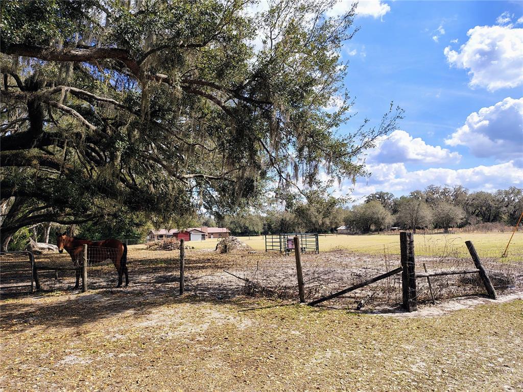 14240 State Rte 471 Webster, FL 33597 - Photo 48 of 54 a view of a backyard of the house