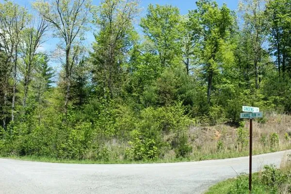 a view of a forest
