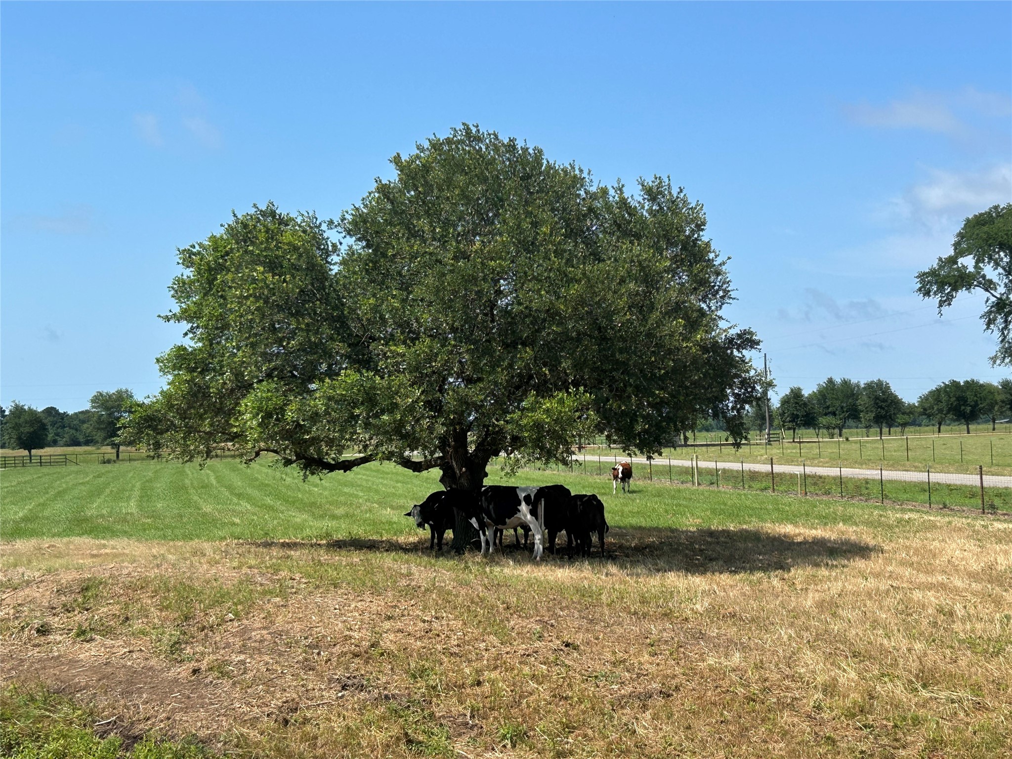 38535 Wiggins Road Hempstead, TX 77445 - Photo 13 of 24 a view of a park with large trees