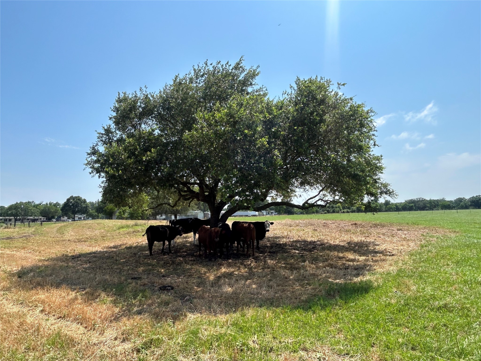 38535 Wiggins Road Hempstead, TX 77445 - Photo 14 of 24 a view of yard with lake view and trees in the background