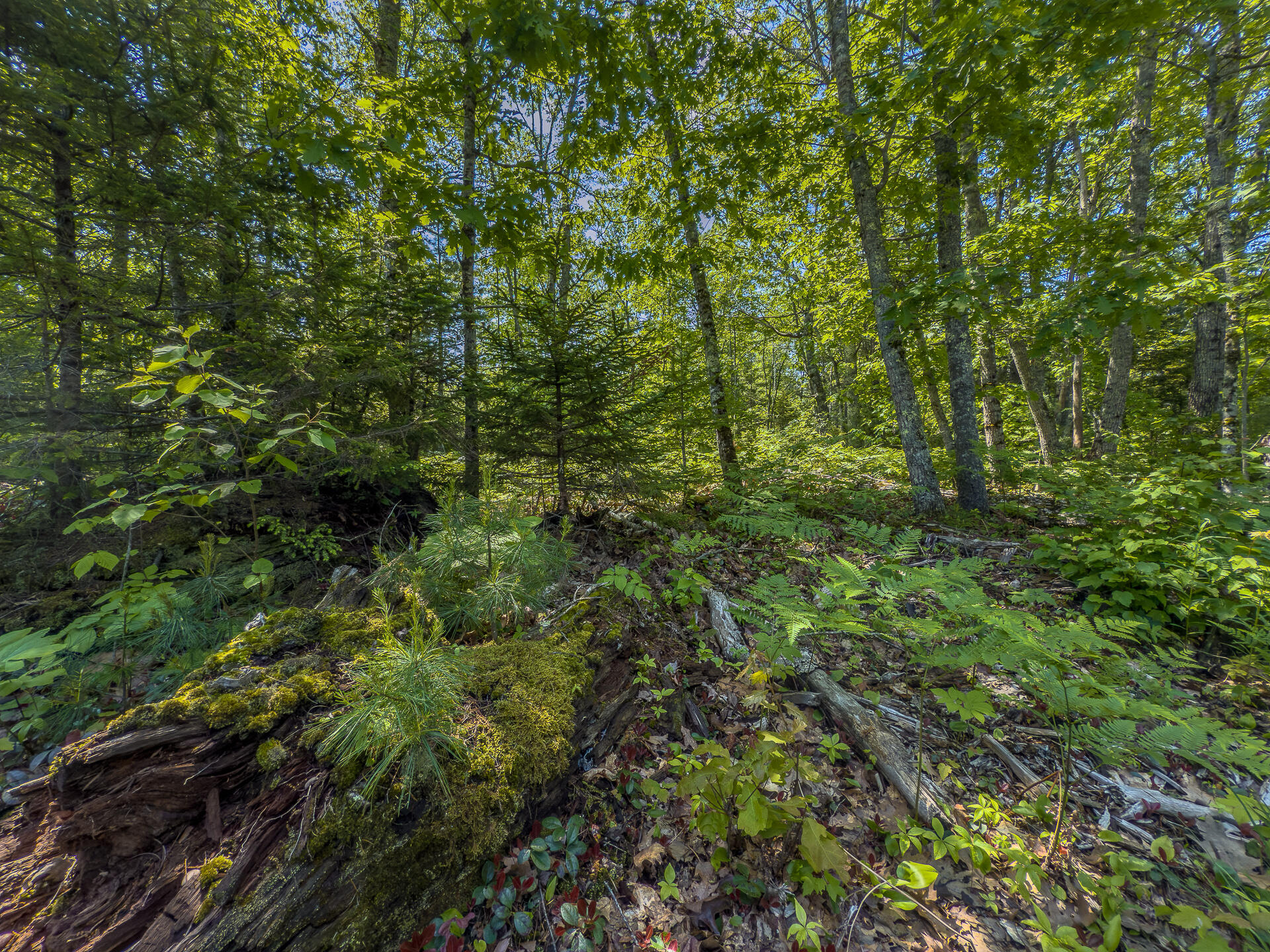 0 Sodom Road Bristol, ME 04539 - Photo 22 of 49 0_Sodom_Rd_spring-21
