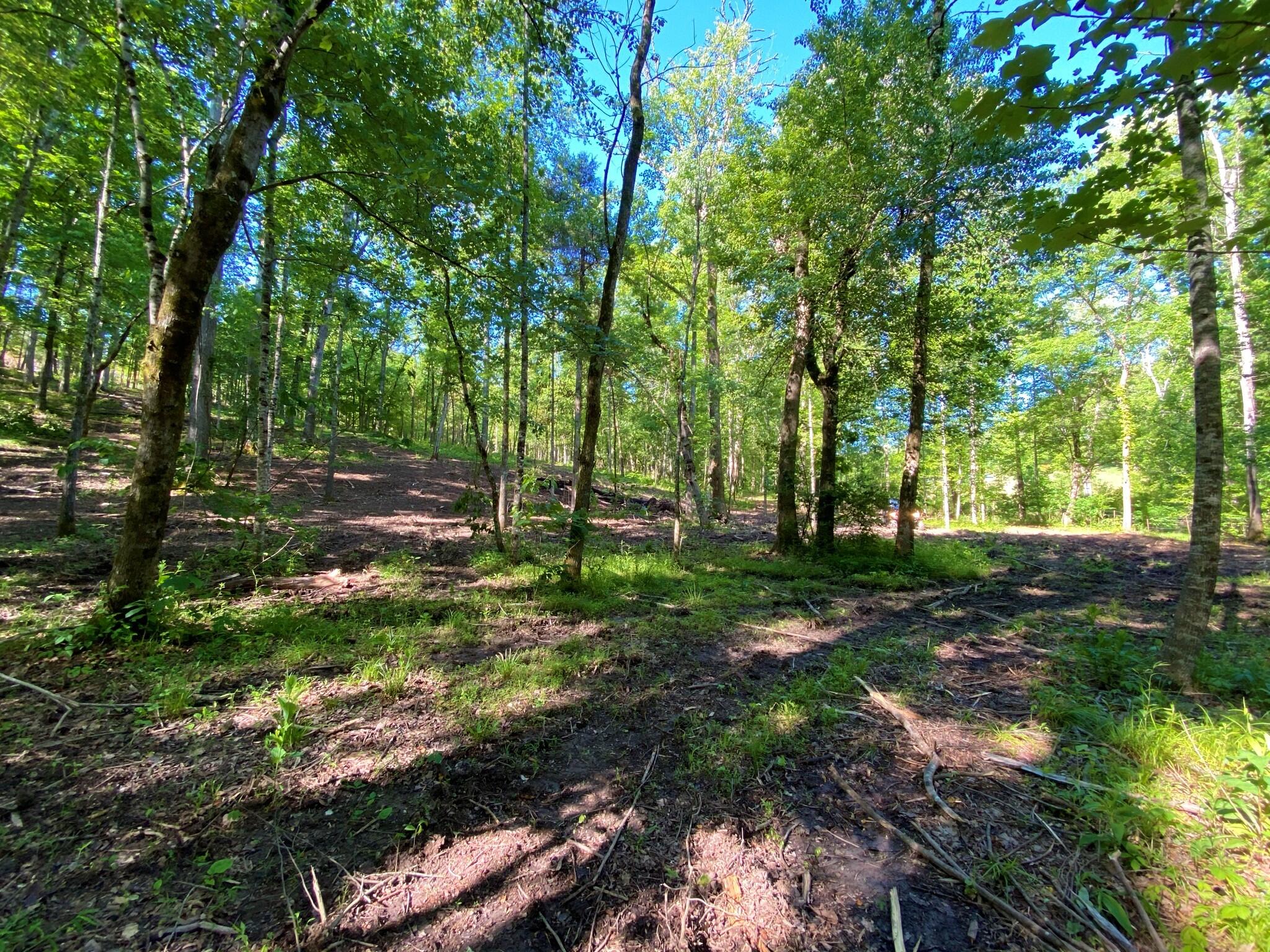 Main Hollow Road Philadelphia, TN 37846 - Photo 18 of 26 IMG_3940