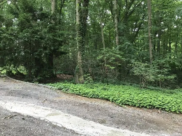 a view of a yard with plants and large trees