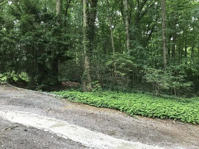 a view of a yard with plants and large trees