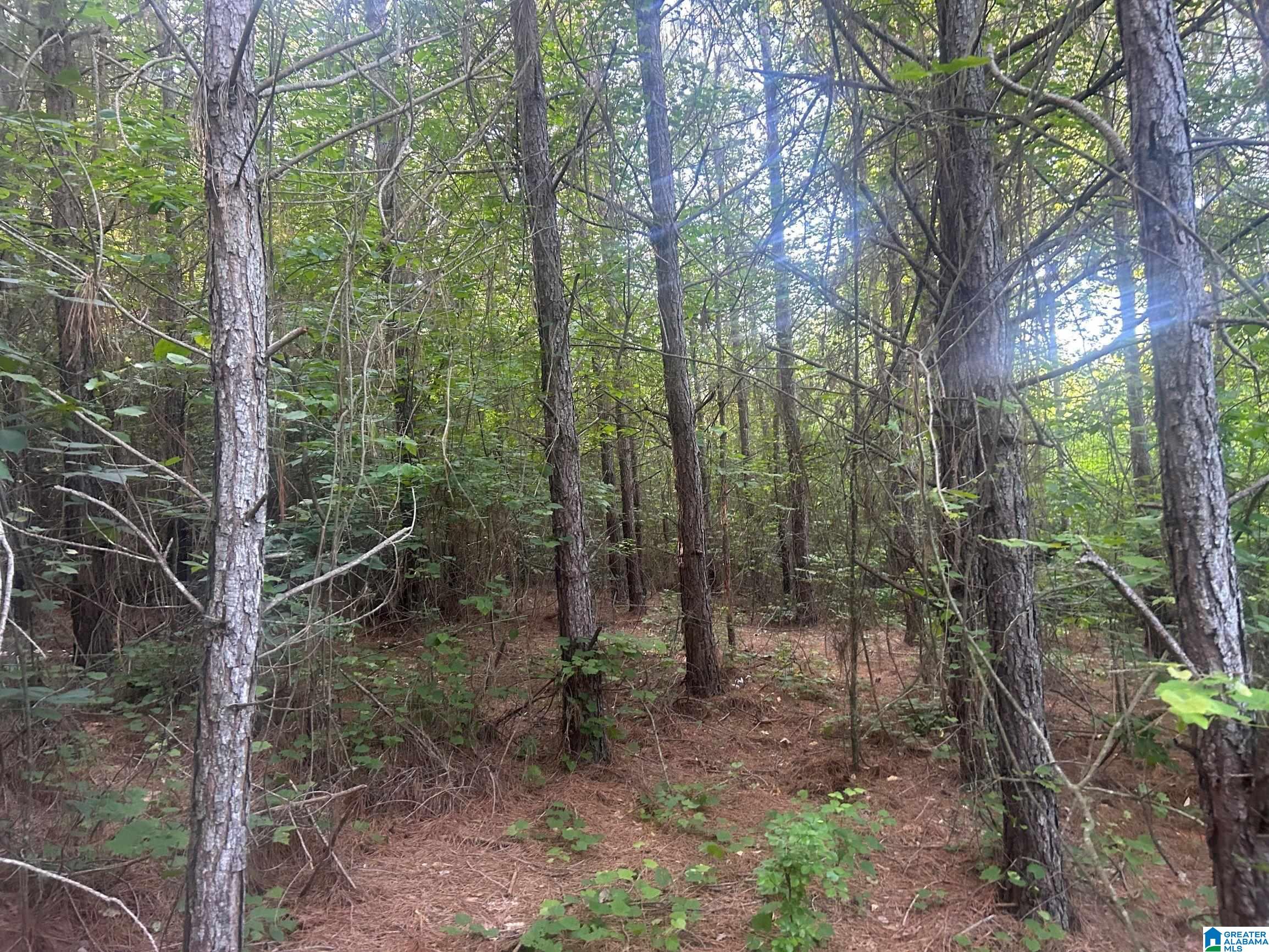 16.5-acres Walker Road, Unit 1 Cragford, AL 36255 - Photo 3 of 14
