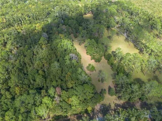 a close up of a plant in a garden