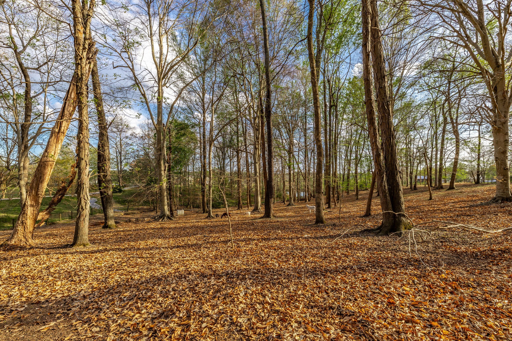 1075 Fannie Nicholson Road Chapmansboro, TN 37035 - Photo 35 of 100 a backyard of water with tall trees