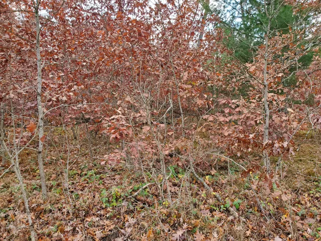 $5,000 | 0 Dubois Avenue, Baldwin, MI 49304