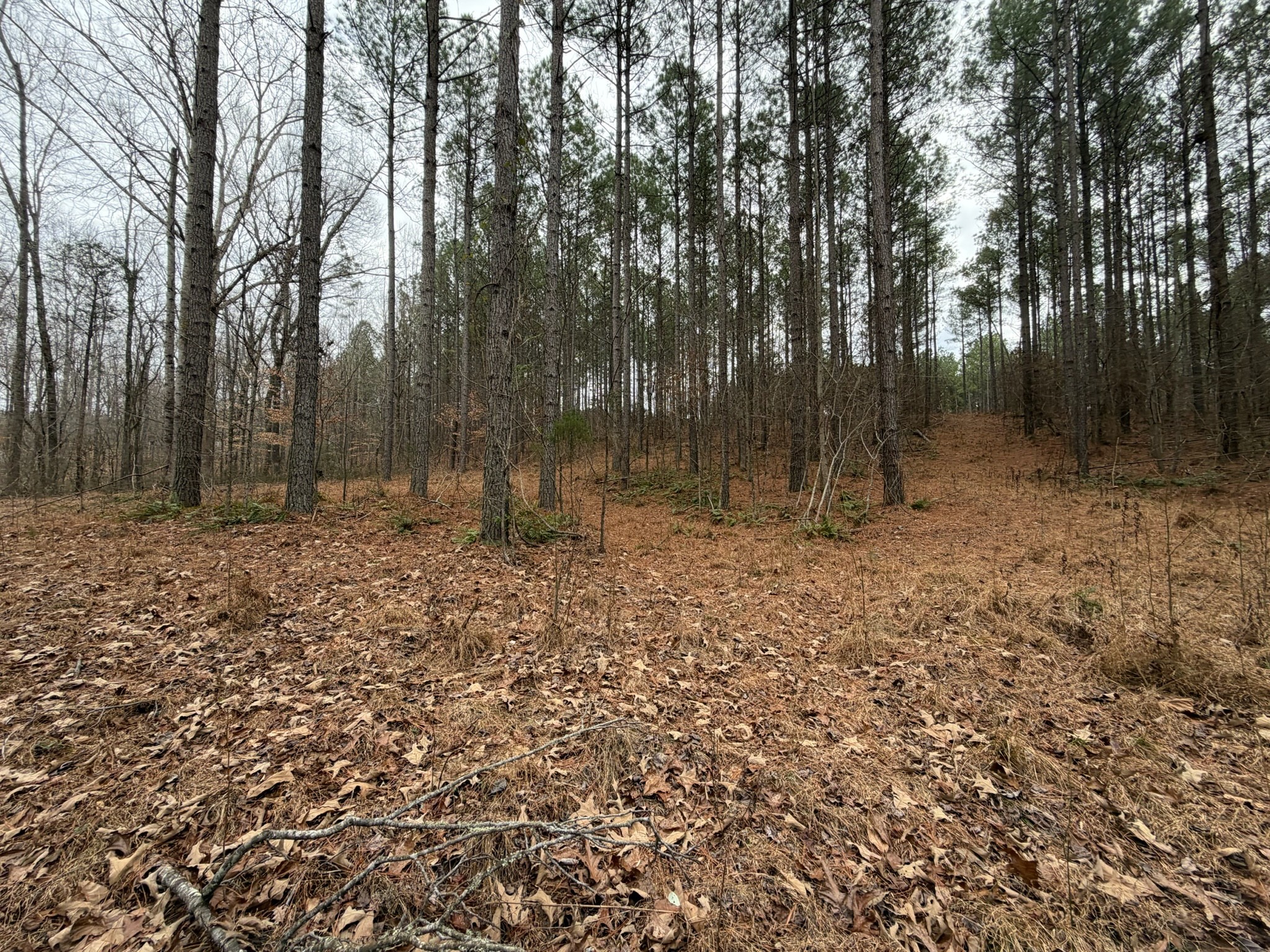 1 B Bartlett Road Reagan, TN 38368 - Photo 12 of 15 a backyard of a house with lots of green space