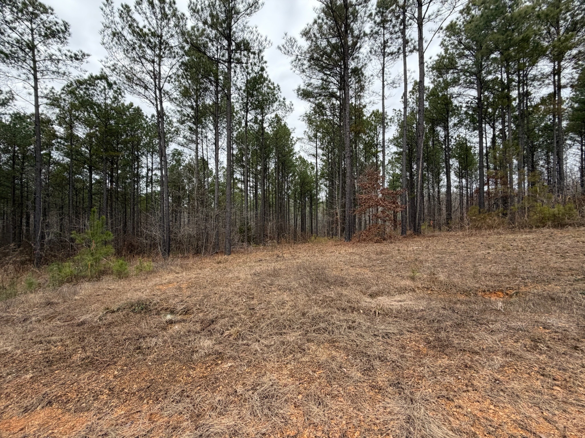 1 B Bartlett Road Reagan, TN 38368 - Photo 13 of 15 a backyard of a house with lots of green space
