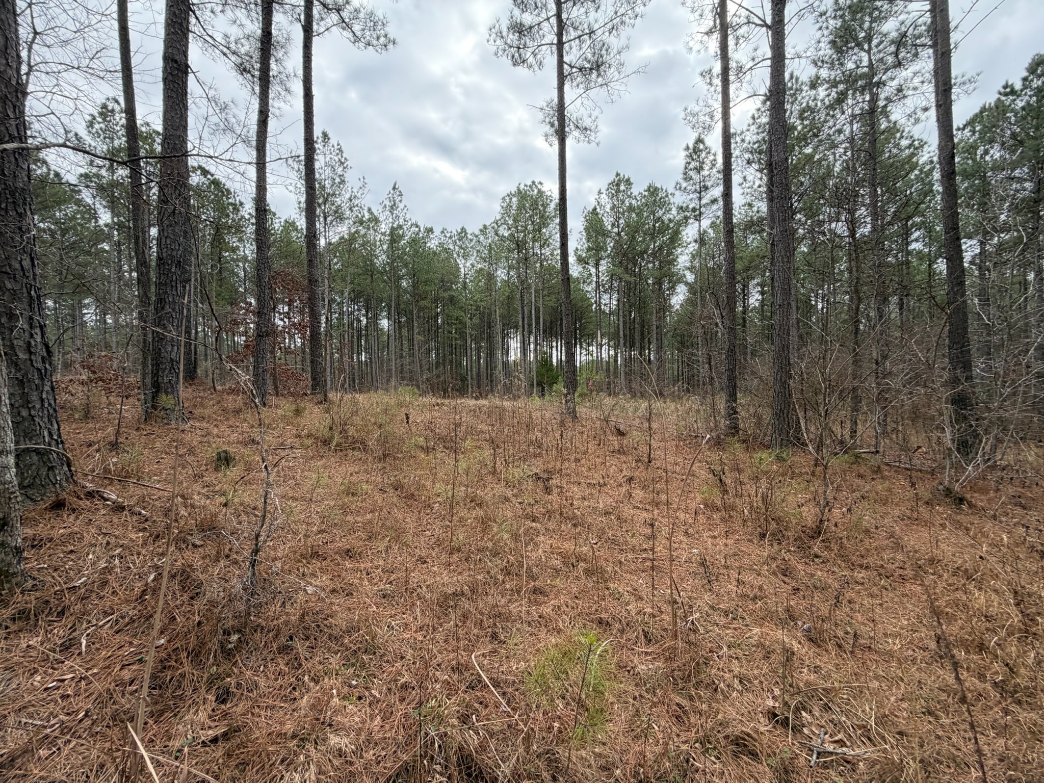 1 B Bartlett Road Reagan, TN 38368 - Photo 2 of 15 a view of outdoor space with trees