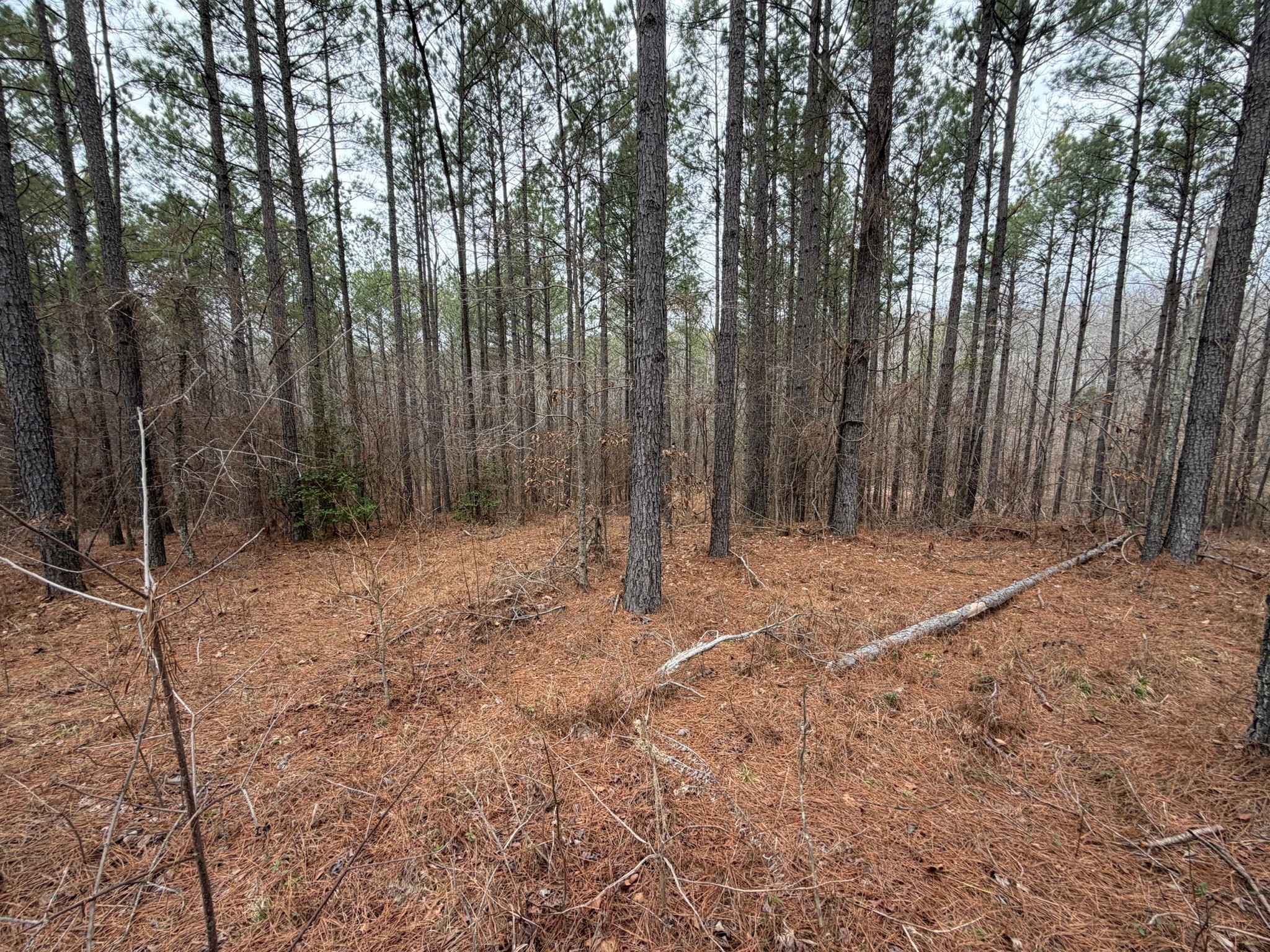 1 B Bartlett Road Reagan, TN 38368 - Photo 3 of 15 a backyard of a house with lots of trees