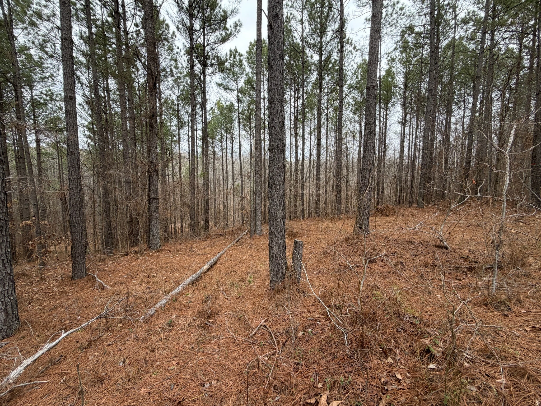1 B Bartlett Road Reagan, TN 38368 - Photo 4 of 15 a backyard of a house with lots of green space