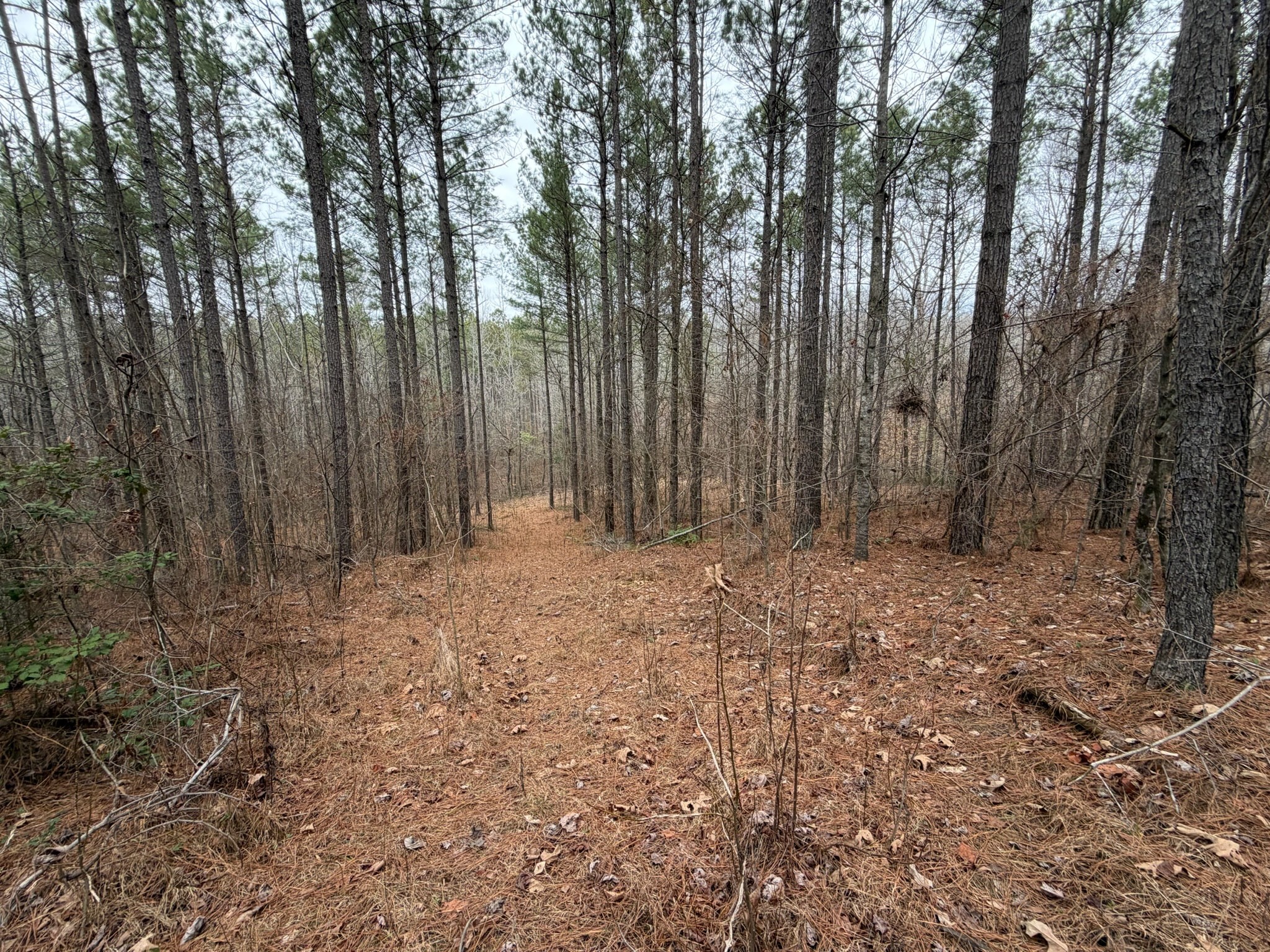 1 B Bartlett Road Reagan, TN 38368 - Photo 5 of 15 a view of outdoor space with trees