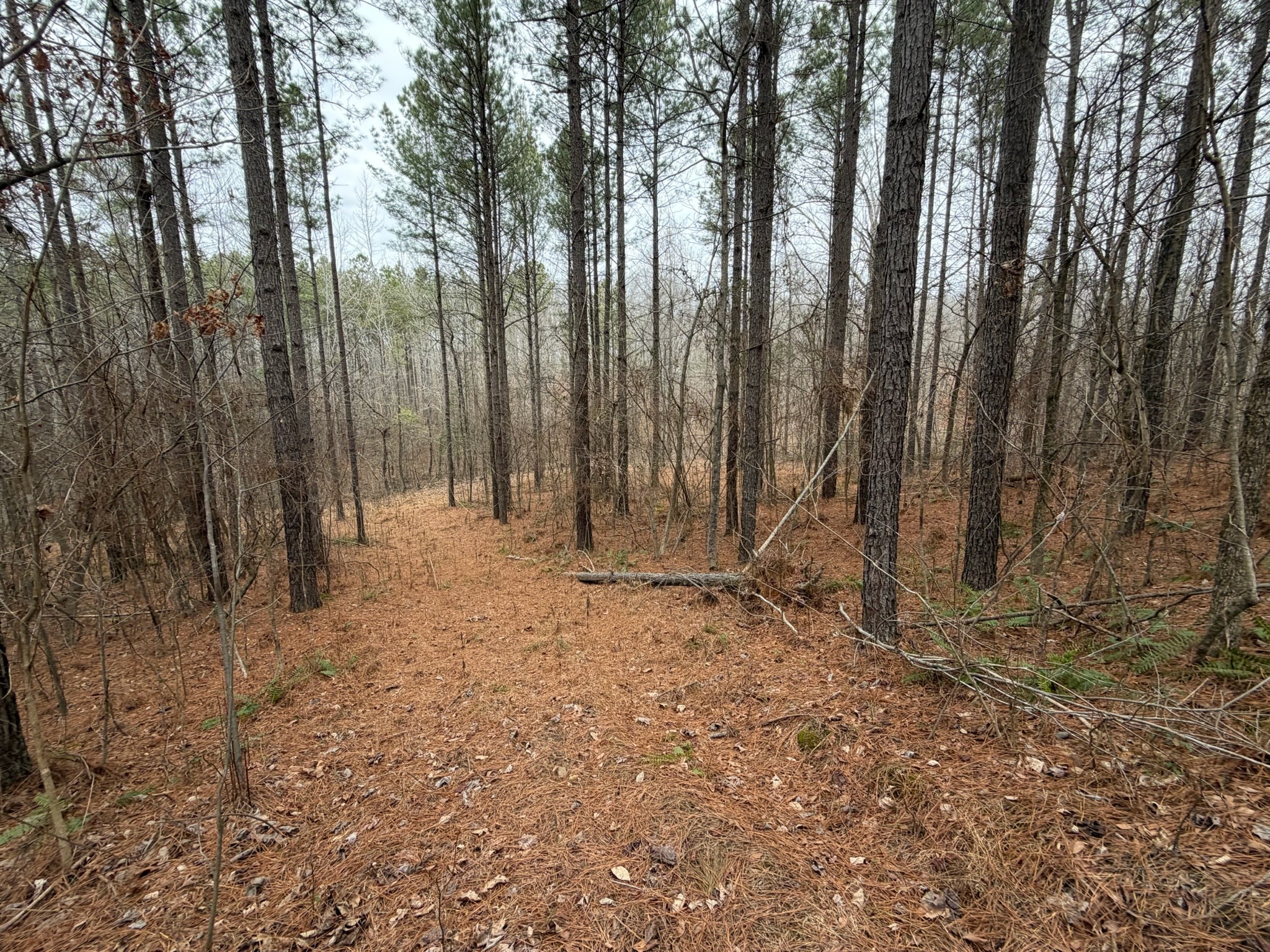 1 B Bartlett Road Reagan, TN 38368 - Photo 6 of 15 a view of backyard with trees