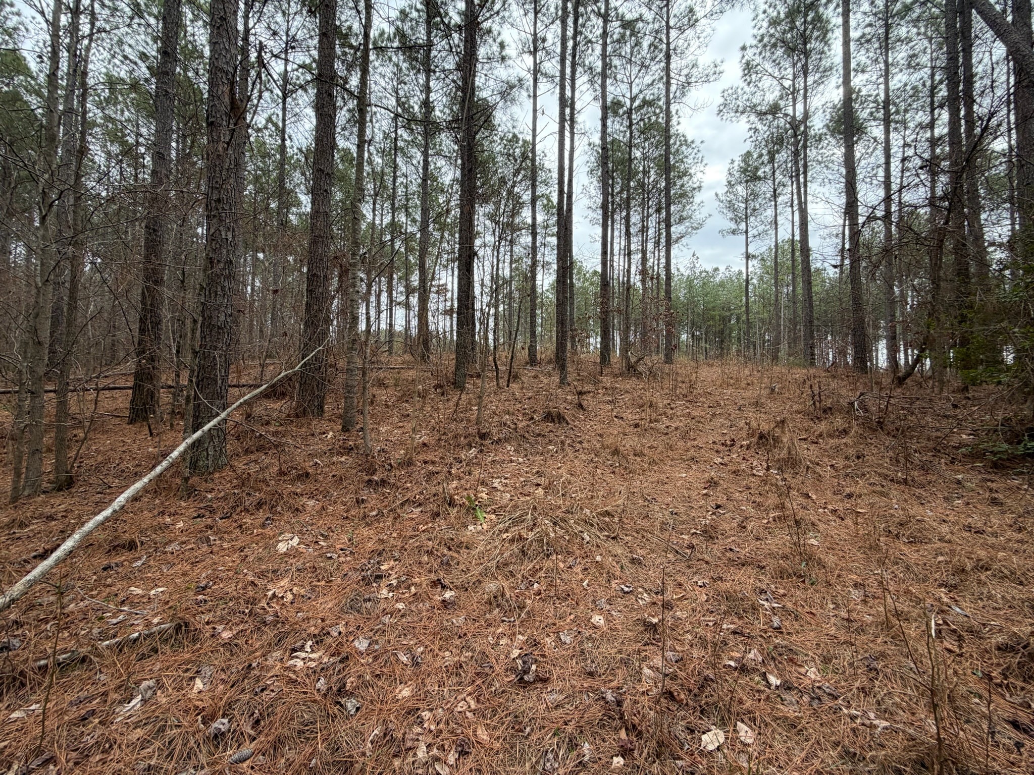 1 B Bartlett Road Reagan, TN 38368 - Photo 7 of 15 a backyard of a house with lots of green space