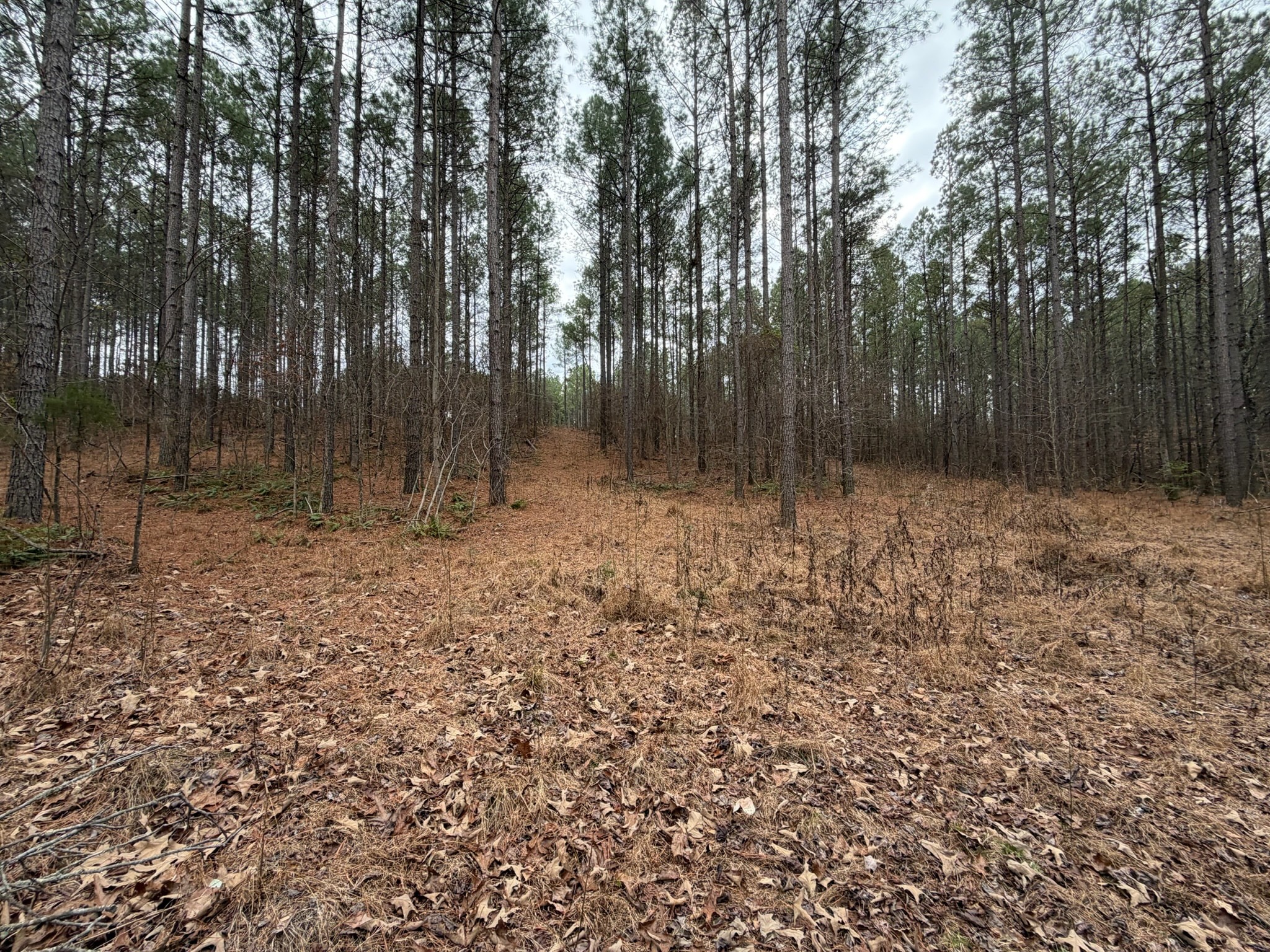1 B Bartlett Road Reagan, TN 38368 - Photo 8 of 15 a view of outdoor space with trees