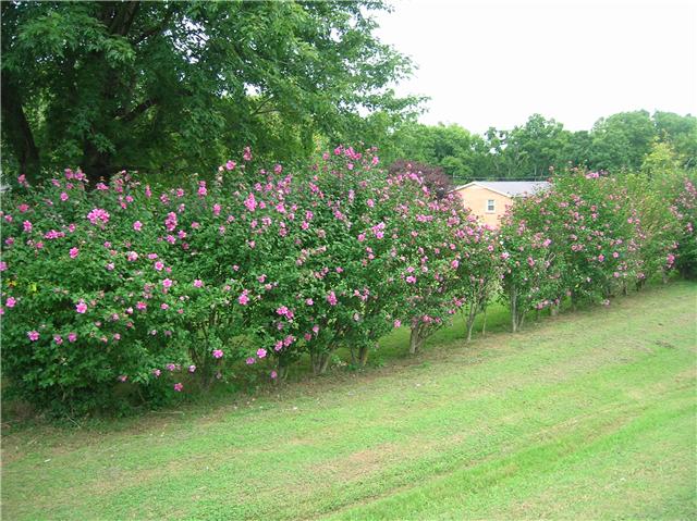 2003 Glencoe Road Culleoka, TN 38451 - Photo 11 of 12 Gallery Image 11