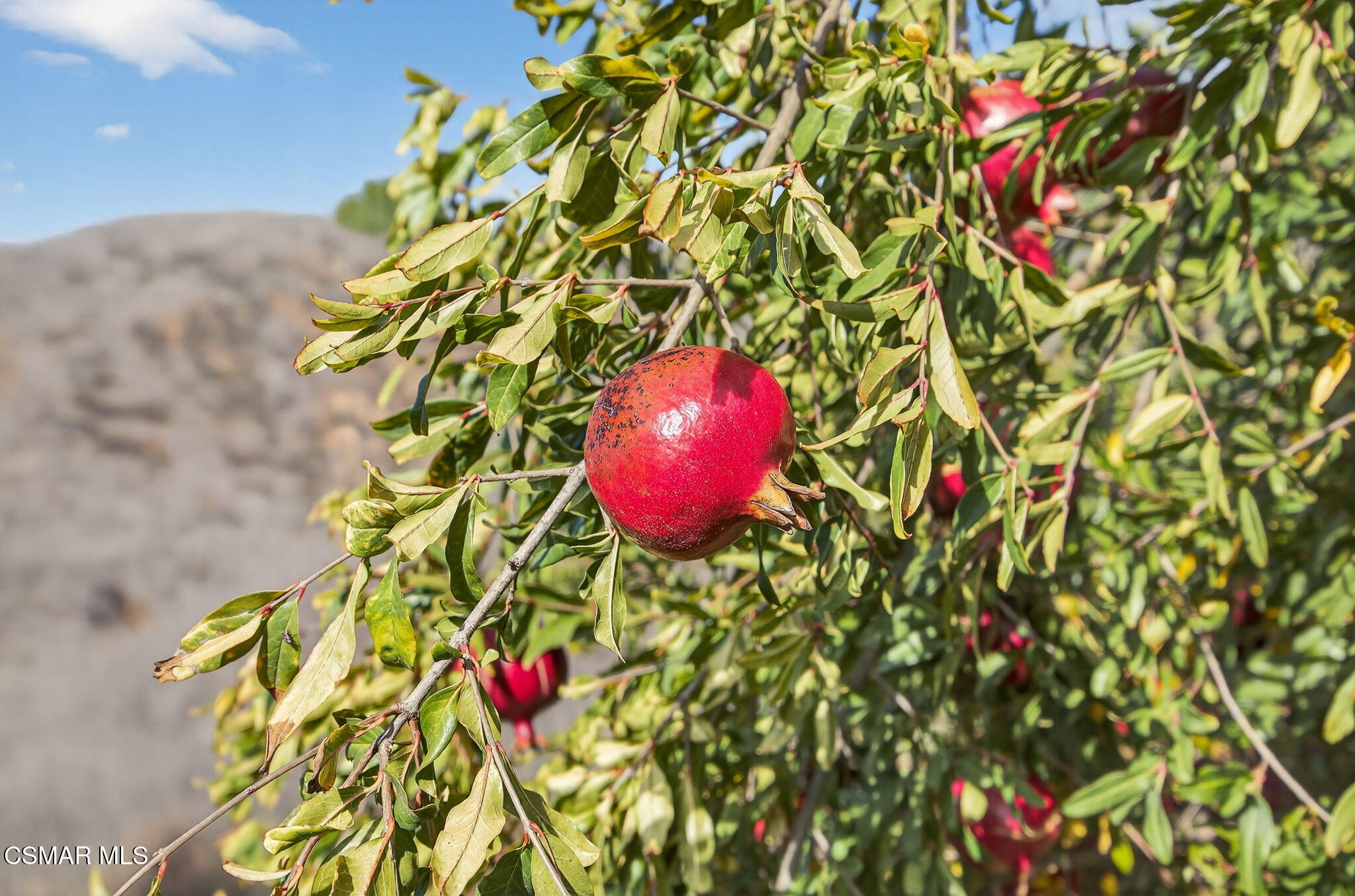 1560 Goodenough Road Fillmore, CA 93015 - Photo 76 of 81 Pomegranate Tree