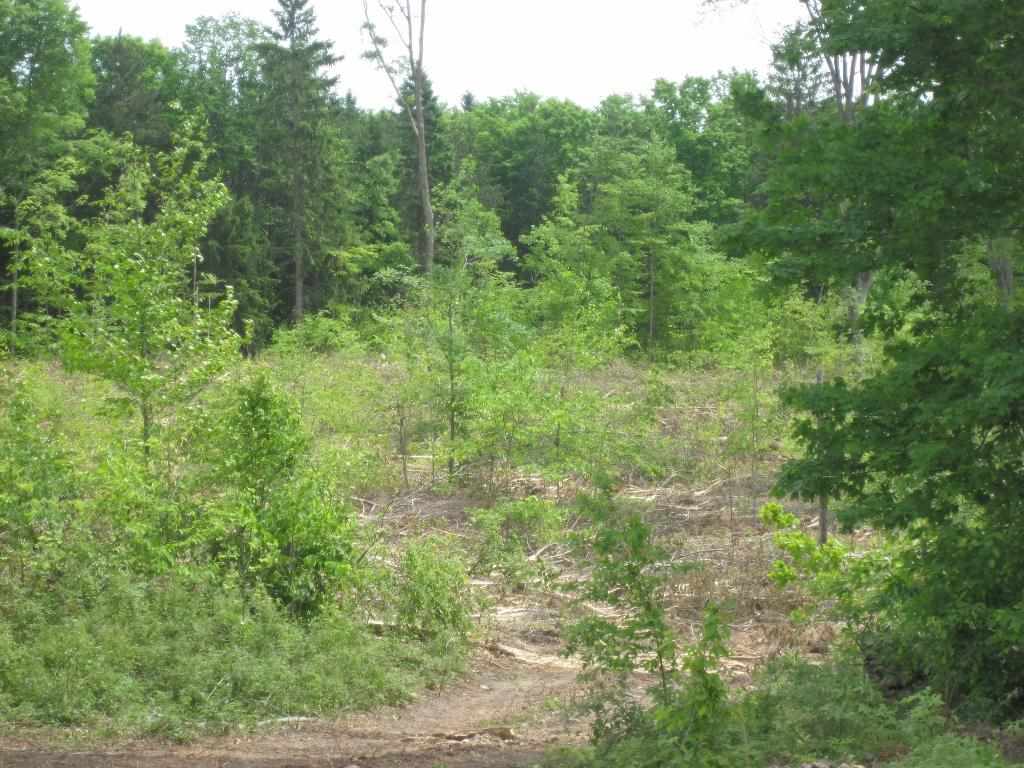 7258 Dundas Road Northwest Alden, MI 49612 - Photo 10 of 24 1785981-9.JPG