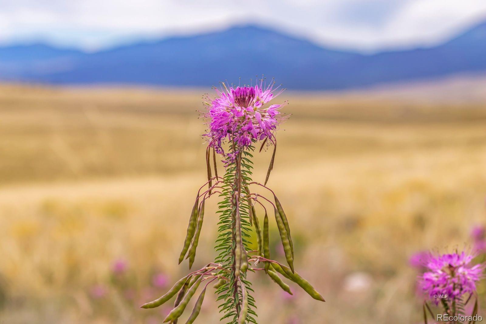 2015 Kit Carson Road Westcliffe, CO 81252 - Photo 15 of 30