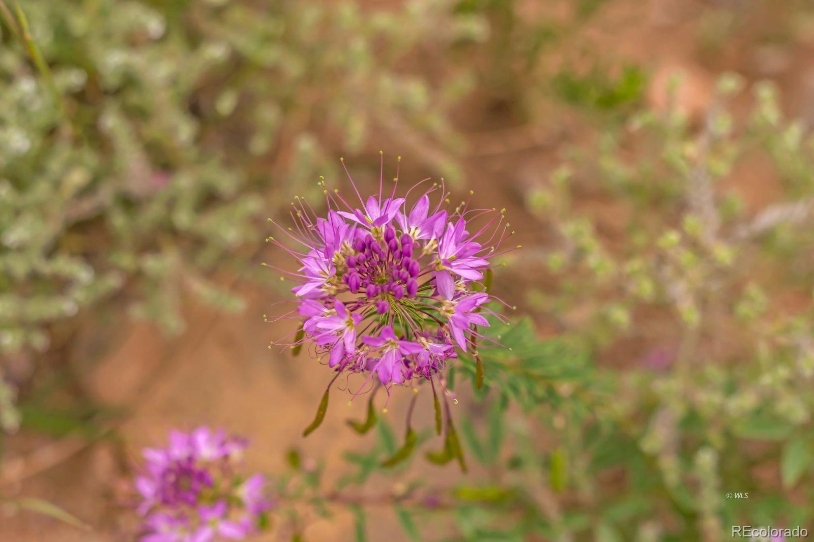 2015 Kit Carson Road Westcliffe, CO 81252 - Photo 17 of 30 a view of a flower