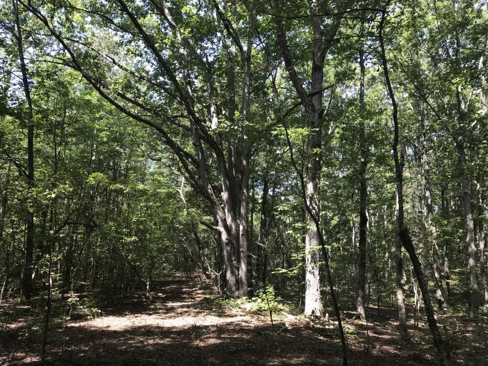 0 James Mattison Road Liberty, SC 29657 - Photo 1 of 18