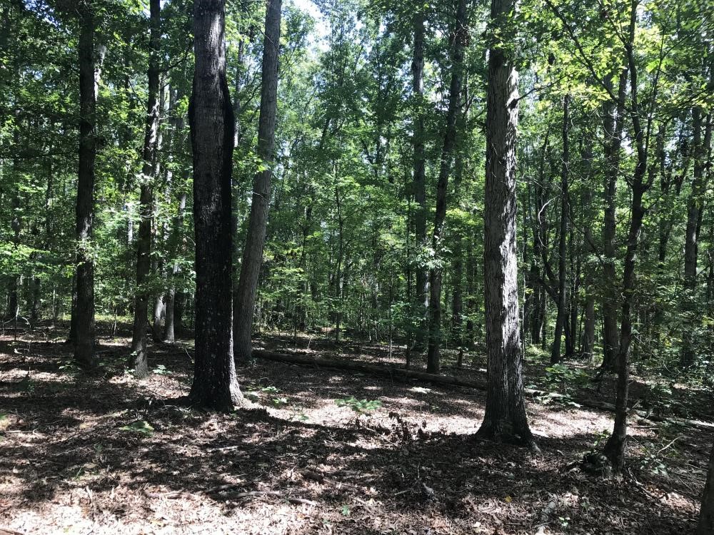 0 James Mattison Road Liberty, SC 29657 - Photo 4 of 18